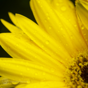 Macro Photography