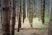Landscape Photography