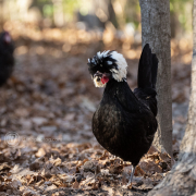betty_IMG5420