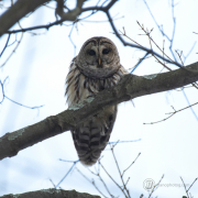 Barred Owl