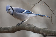 Blue Jay