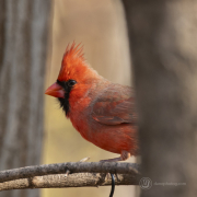 Male Northern Cardinal