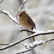 Female Northern Cardinal
