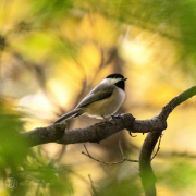 Black Capped Chickadee