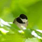 Black Capped Chickadee