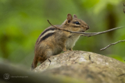 Chipmonk