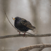 European Starling