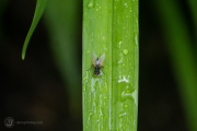Black Fly