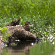 Female Mallard