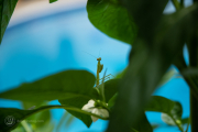 Male Mantis