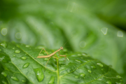 Baby Mantis