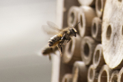Mason Bee