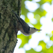 White breasted Nuthatch