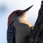 Red Bellied Woodpecker