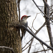 Red Bellied Woodpecker