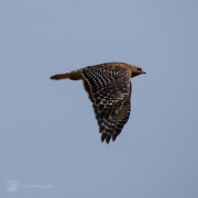 Red Shoulder Hawk
