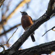 American Robin
