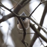 Tuffed Titmouse