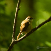 Carolina Wren